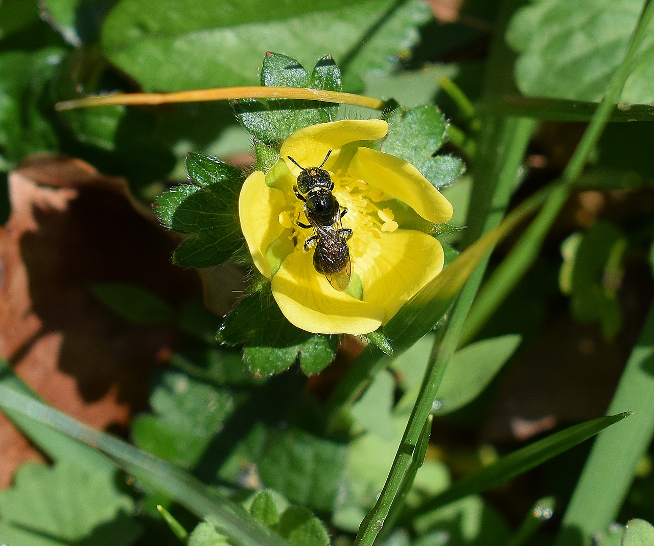 Image - wasp in indian strawberry wasp