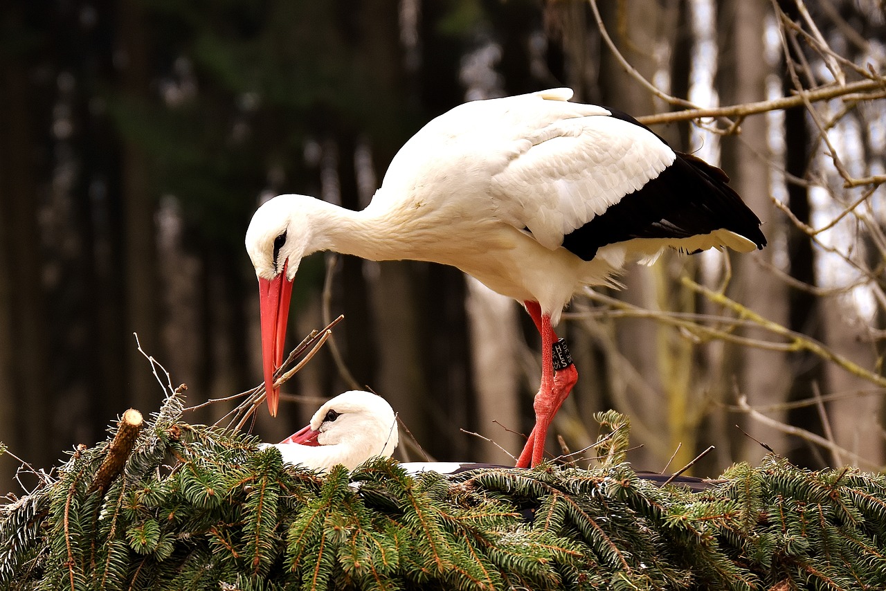 Image - storks pair solicitous