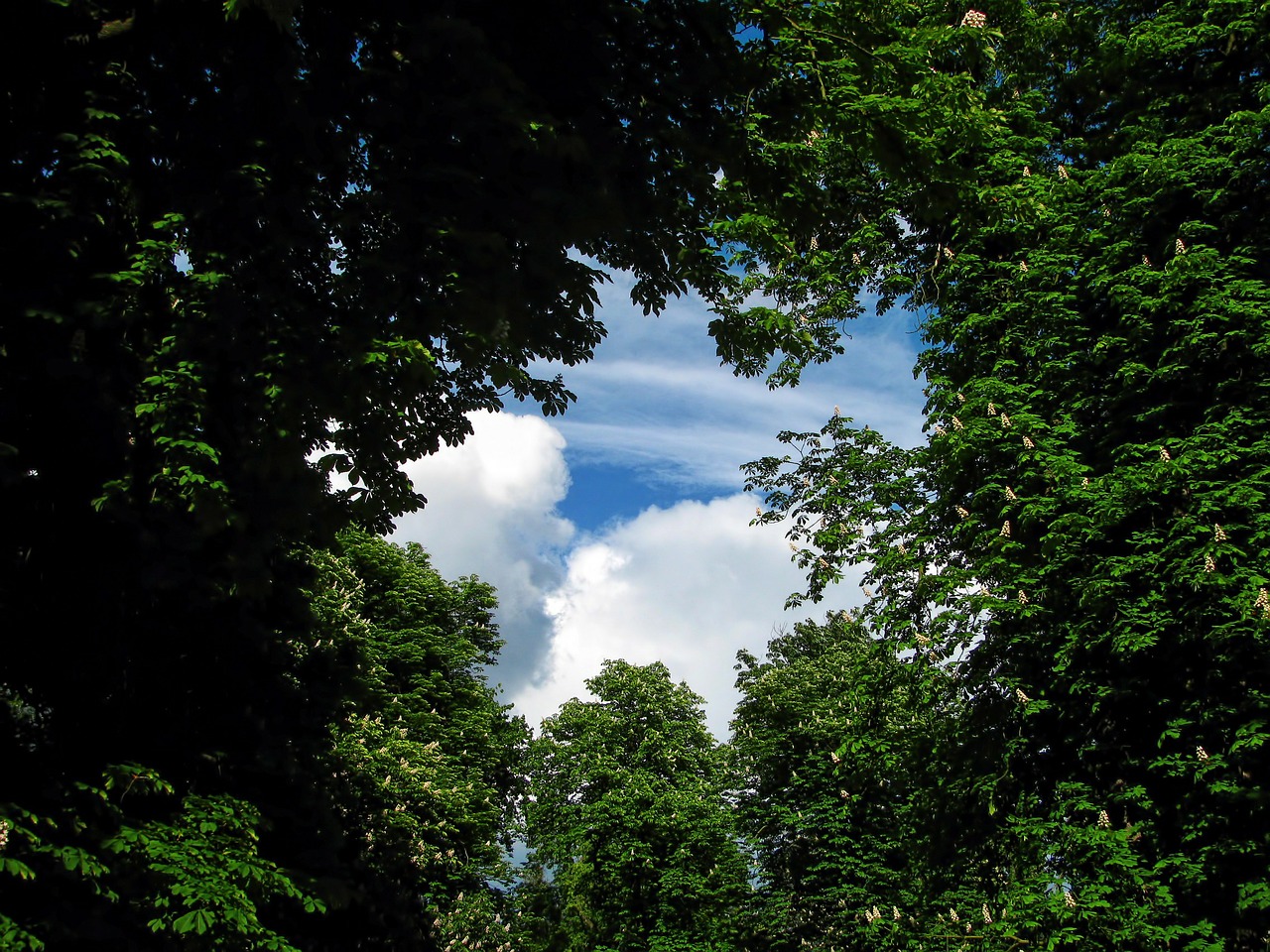 Image - tree trees park sky heaven window