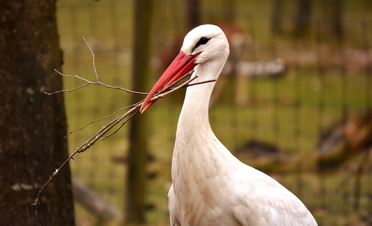 Image - stork nest building bird nest