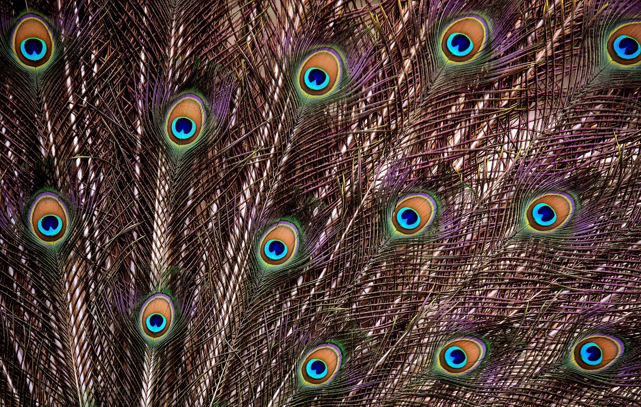 Image - peacock feathers wheel plumage