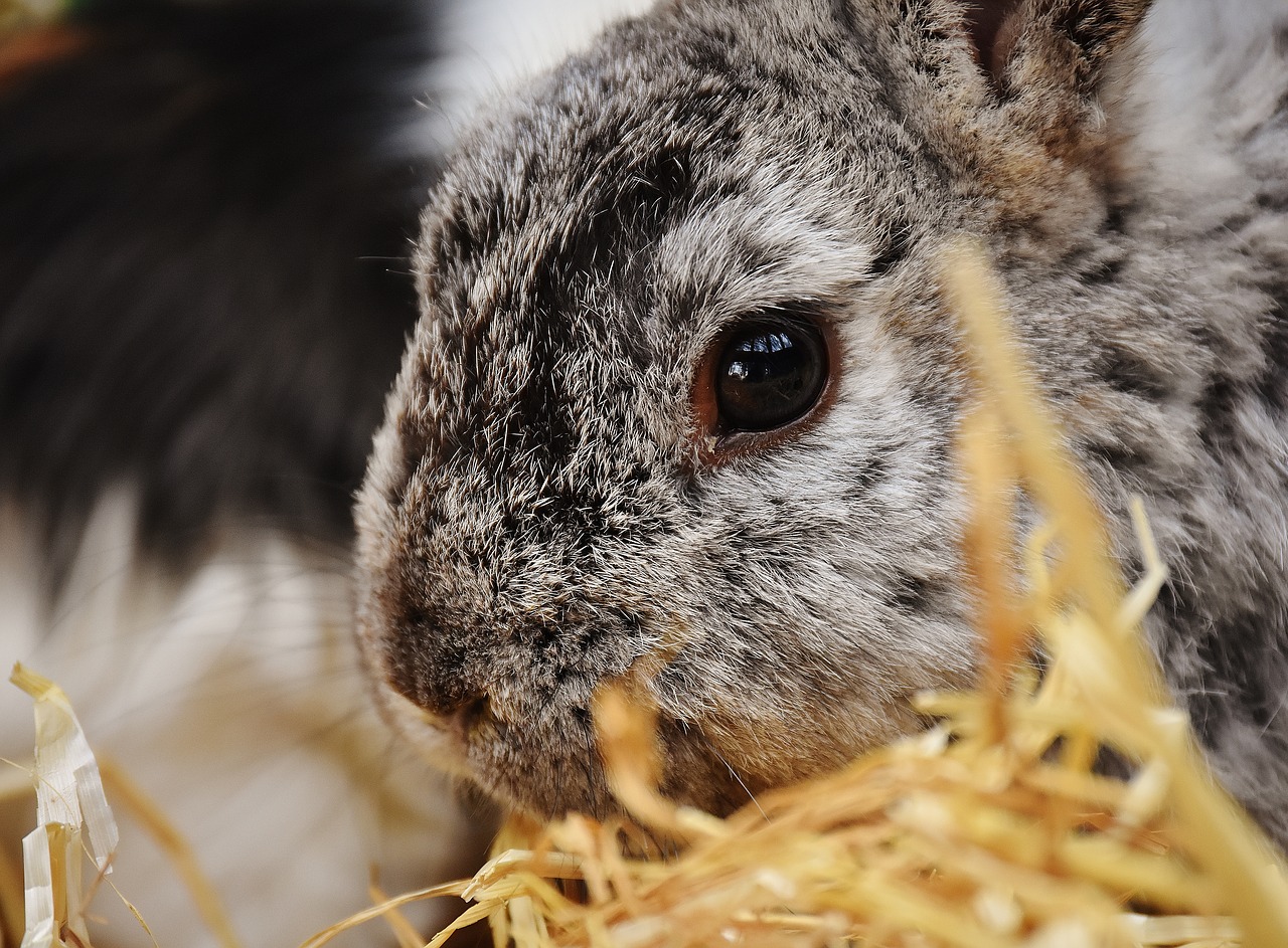 Image - rabbit bunny hare animal fur