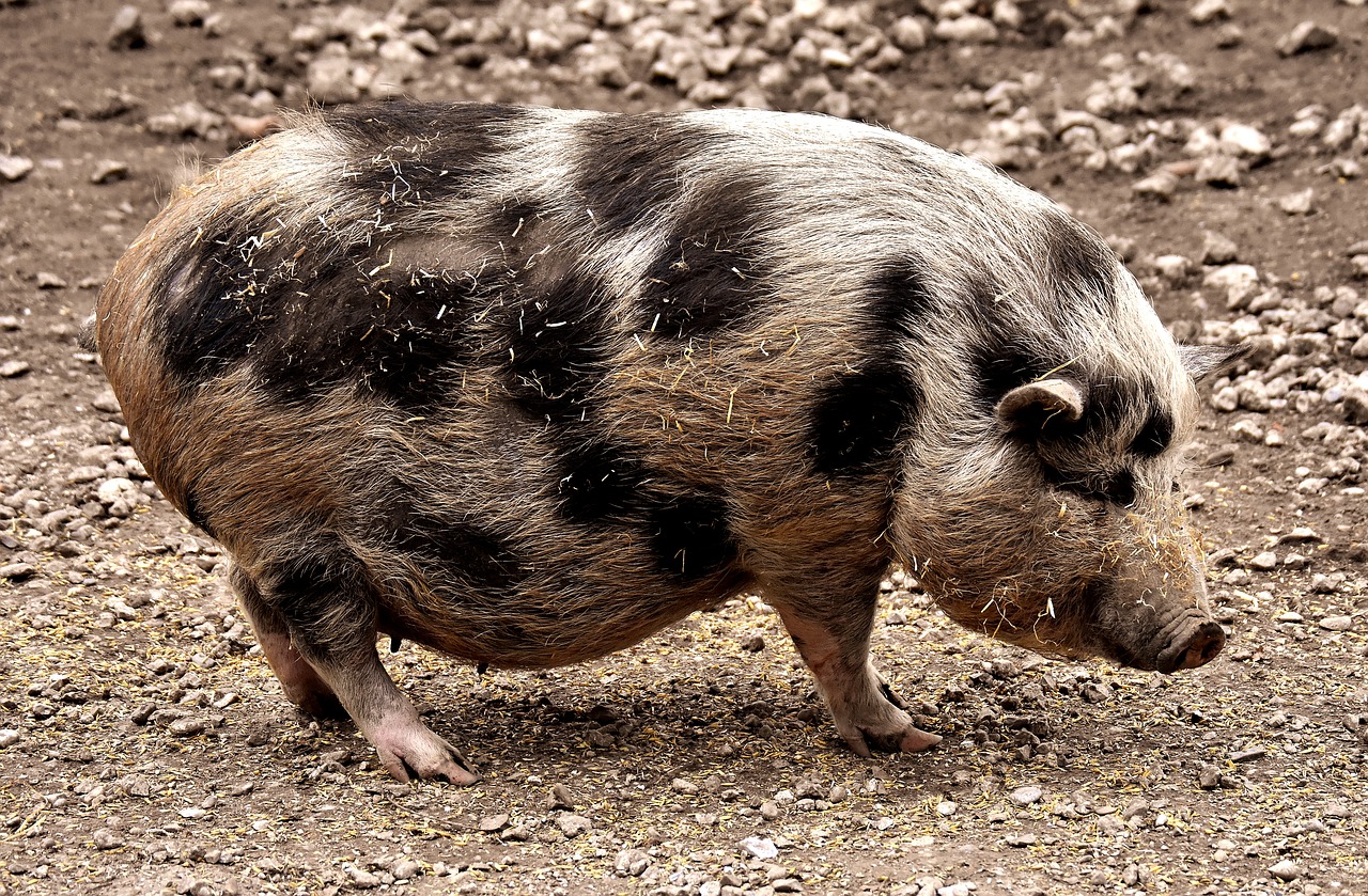 Image - miniature pig pregnant animal pig