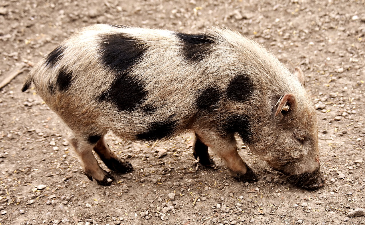 Image - miniature pig animal pig piglet