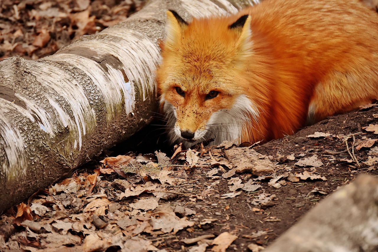 Image - fuchs dig a hole wild animal