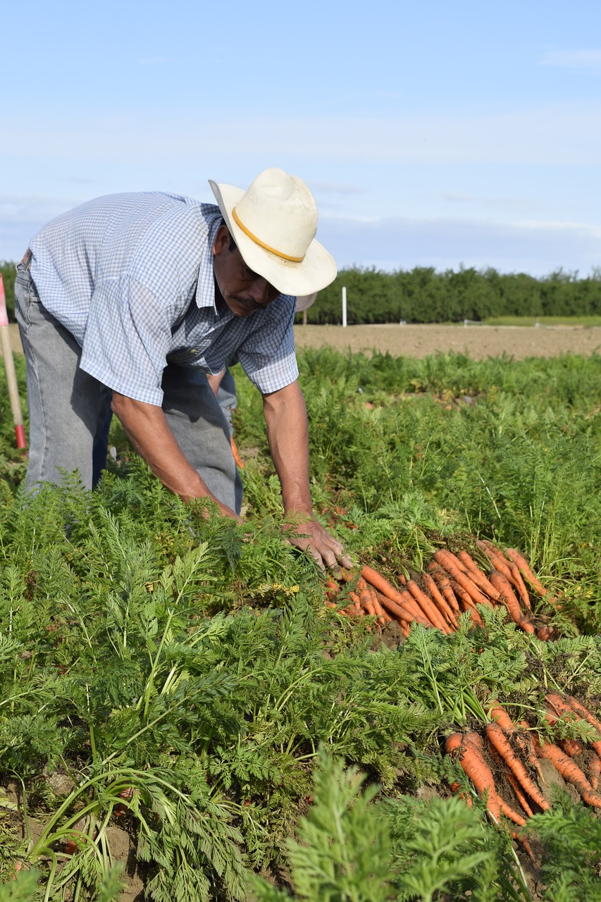 Image - carrot grower carrot grower farmer