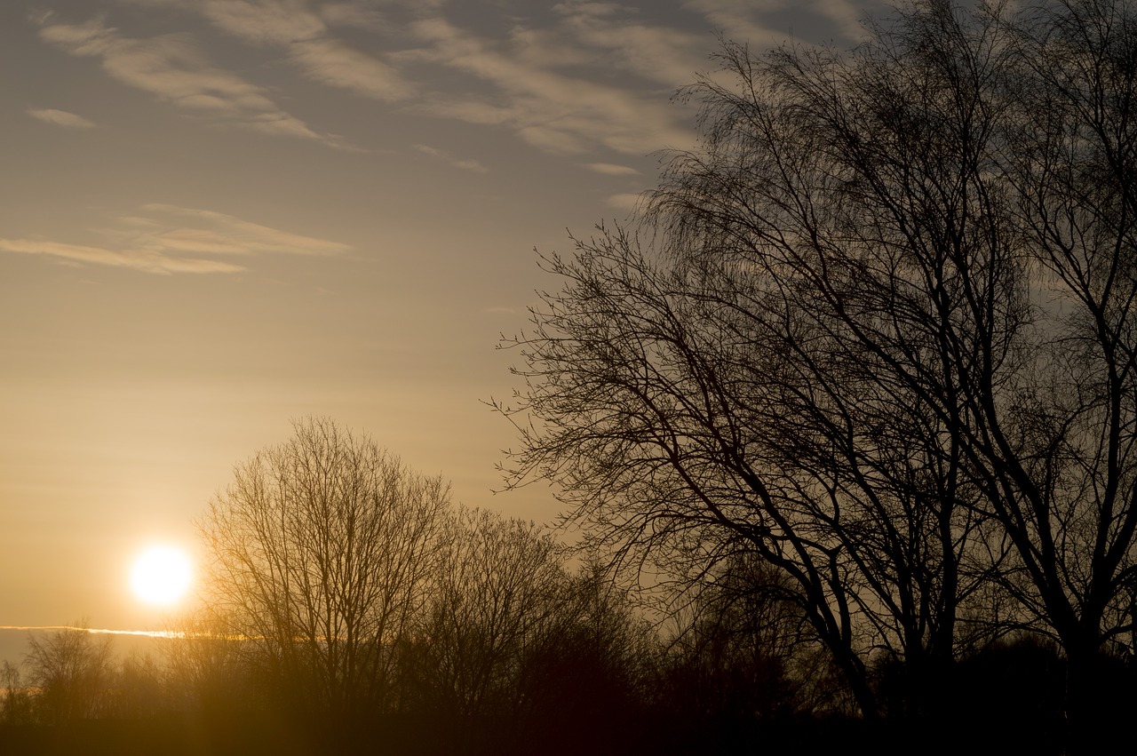 Image - sunrise dawn tree shrubs solar