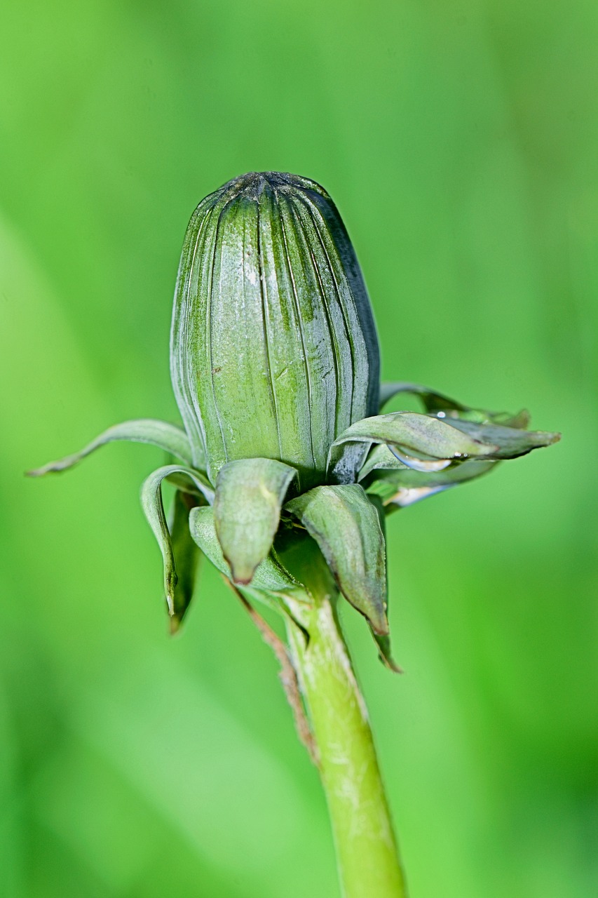 Image - stem flower macro wallpaper nature