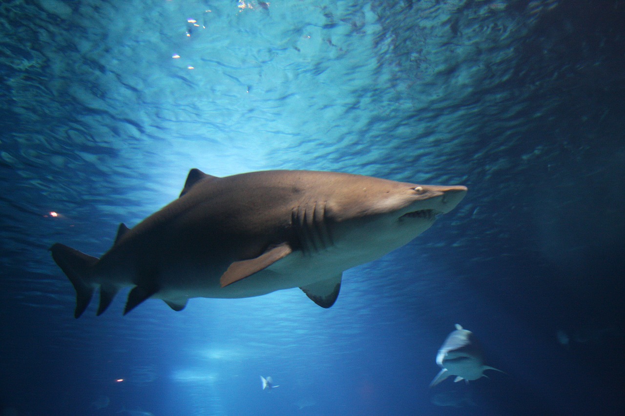 Image - shark sea ocean water animals