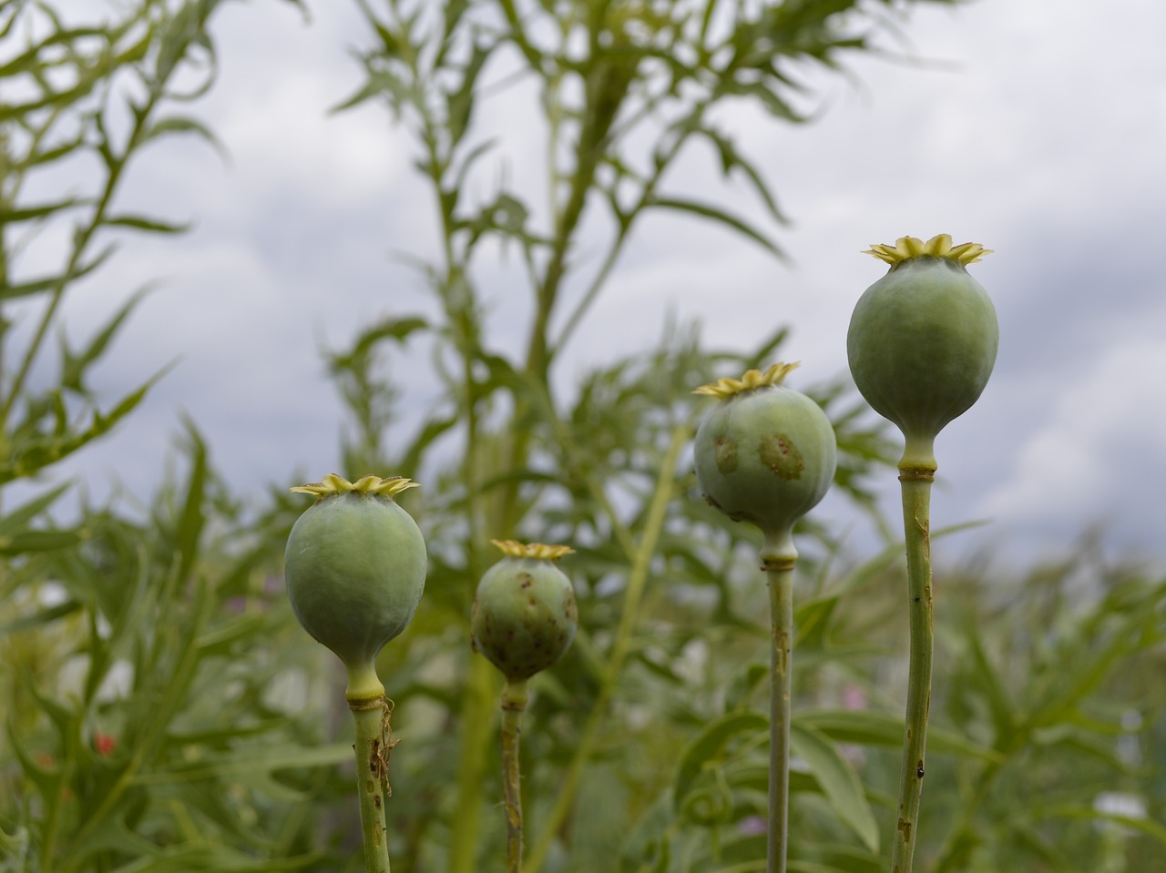 Image - poppy encapsulate poppy capsules