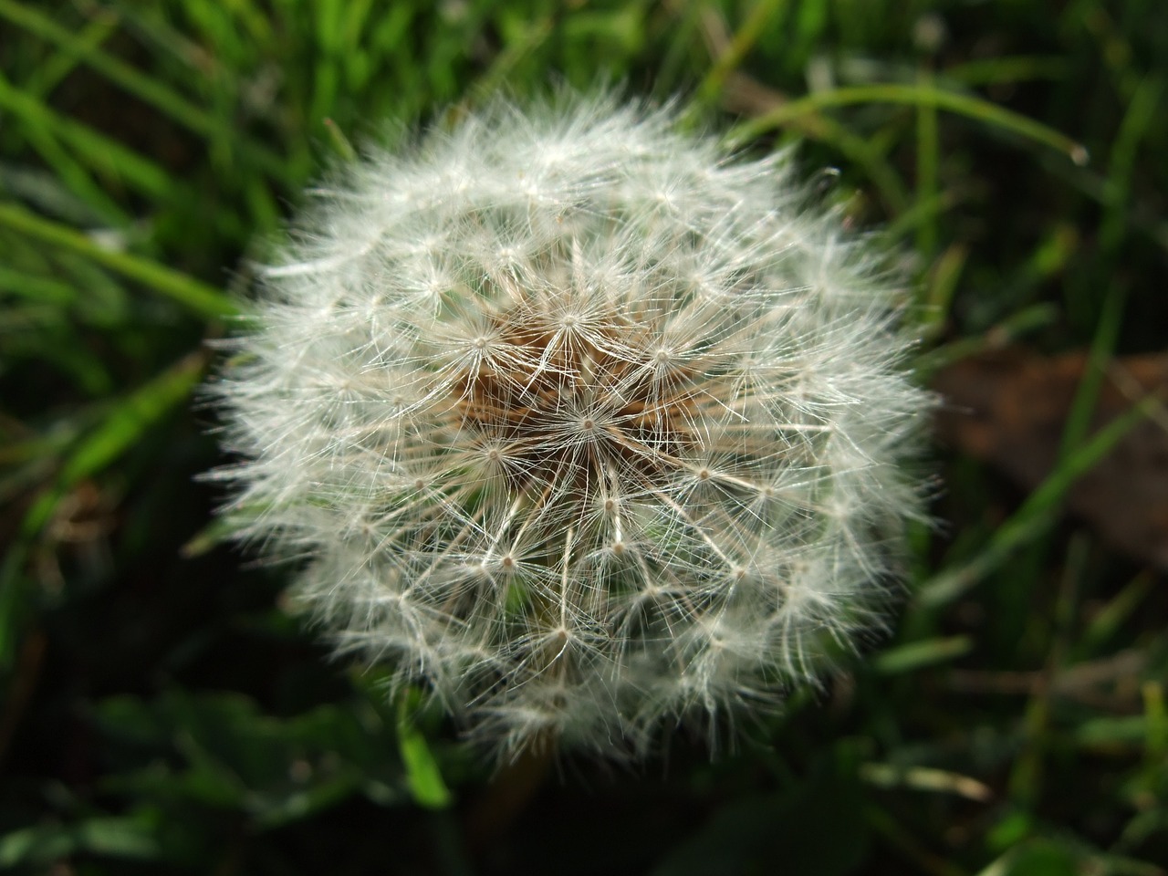 Image - dandelion nature ball furry meadow