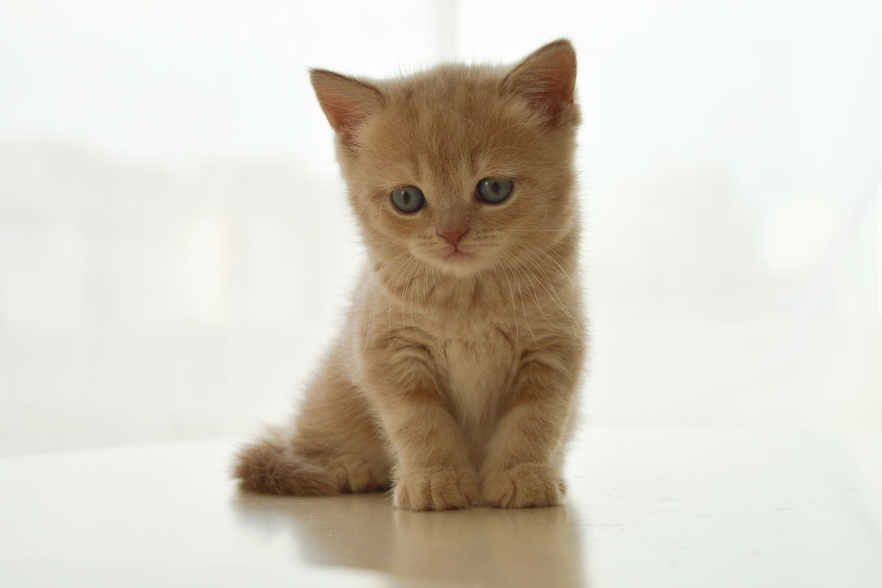 Image - kitten british cat pet cute cat