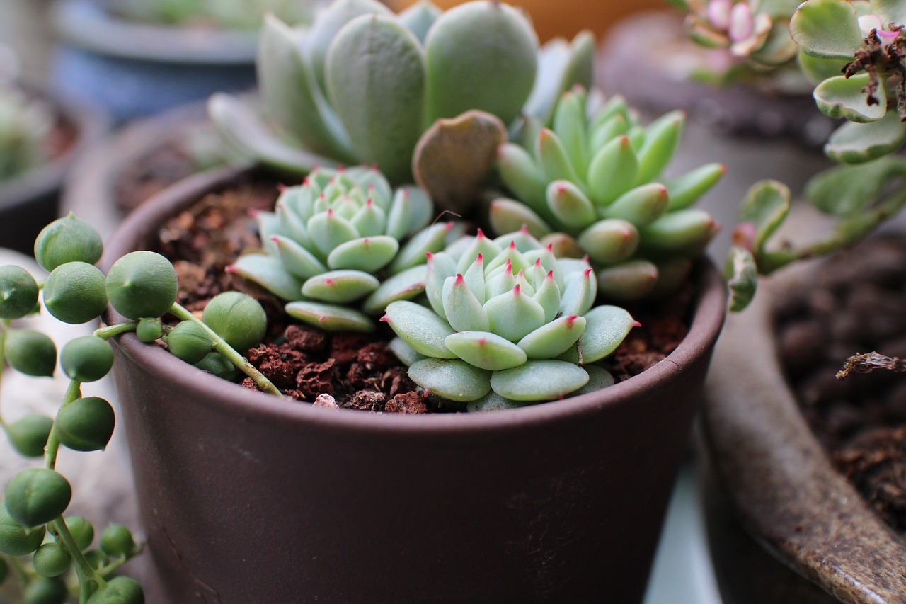 Image - the fleshy spring potted plants