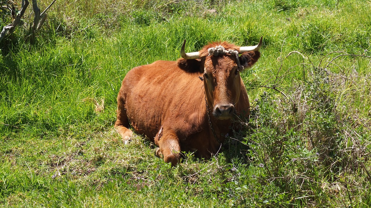 Image - cow green grass rural countryside
