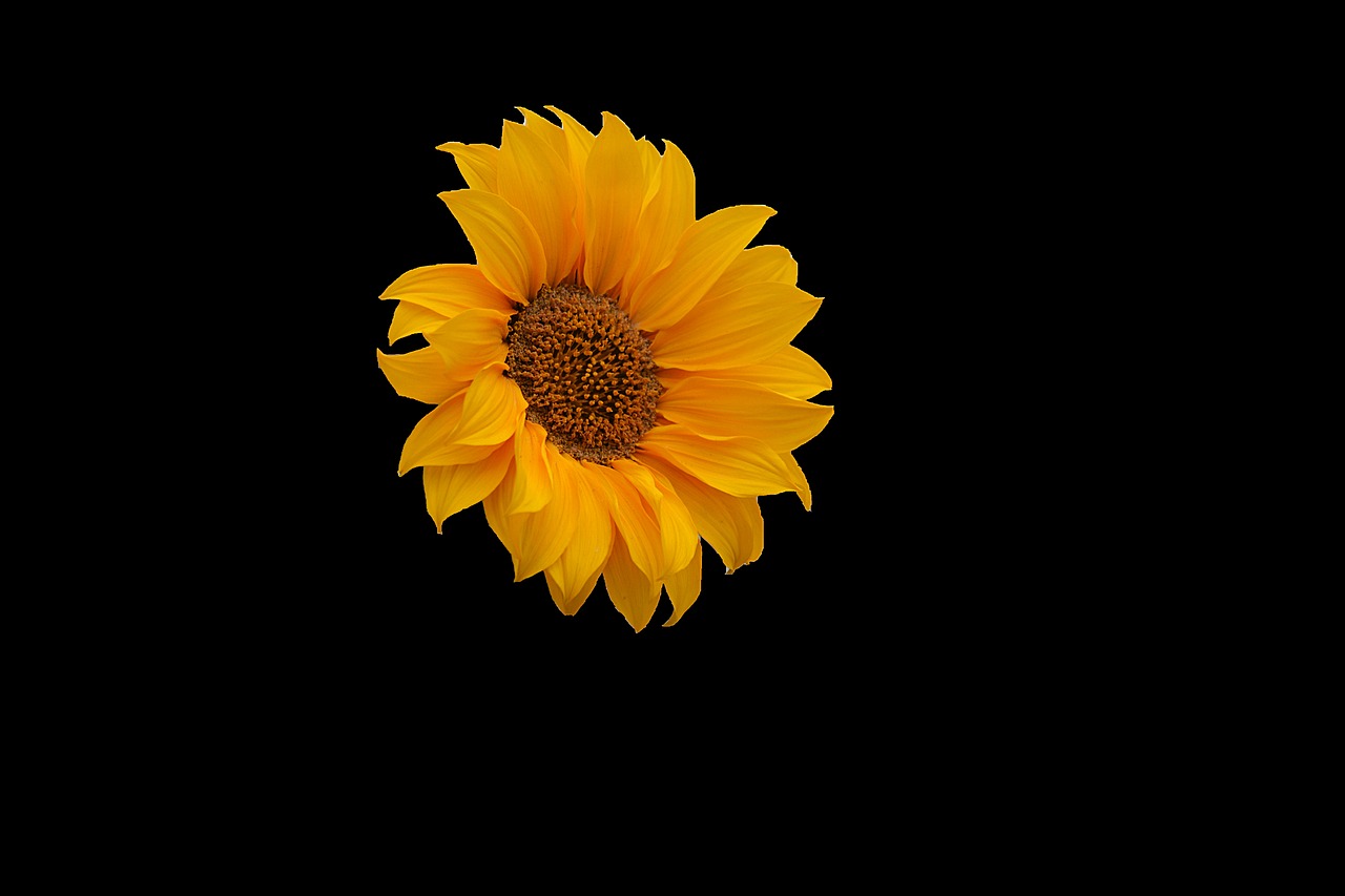 Image - flower sunflower flora petal
