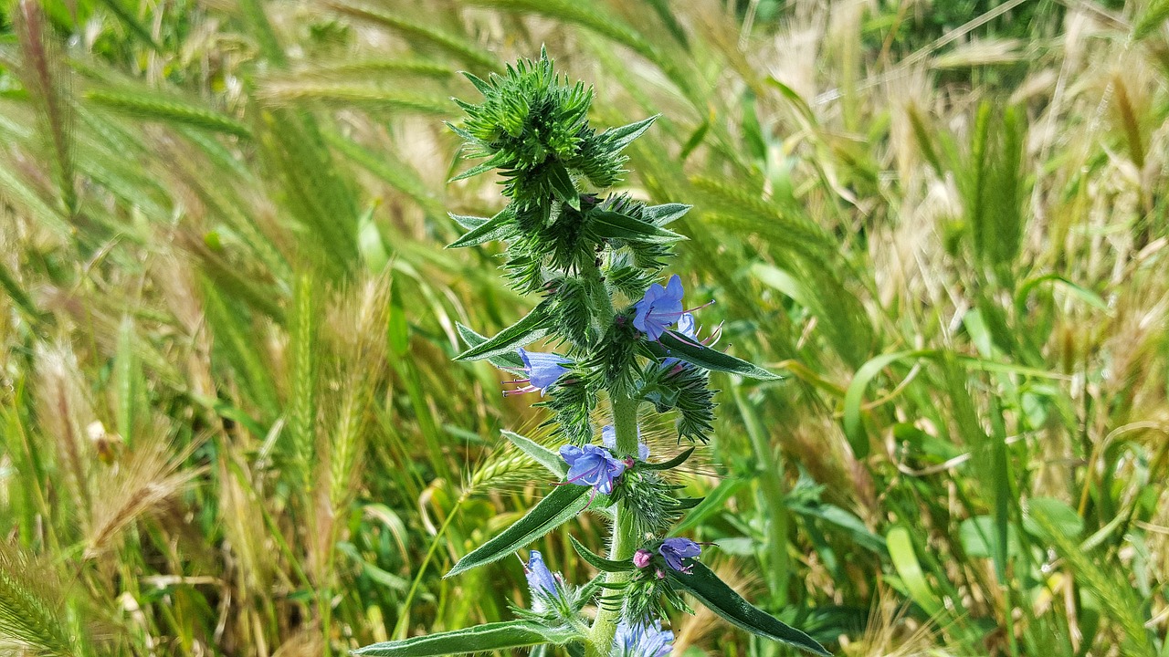 Image - echium vulgare blueweed