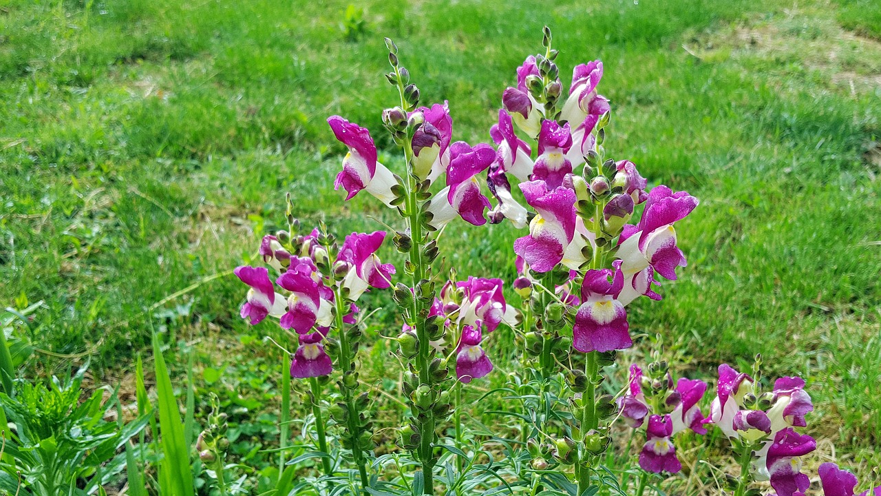 Image - snapdragon flower antirrhinum