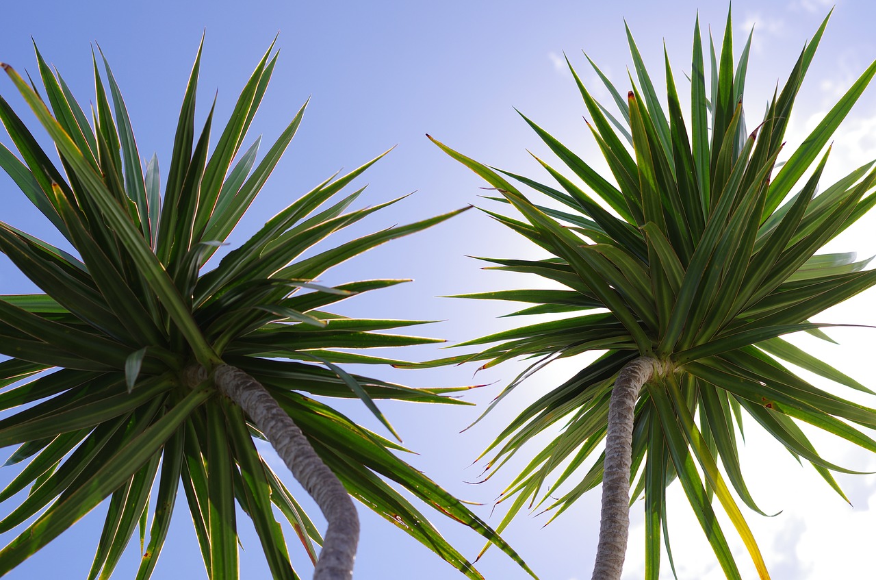 Image - palm trees leaves nature plants
