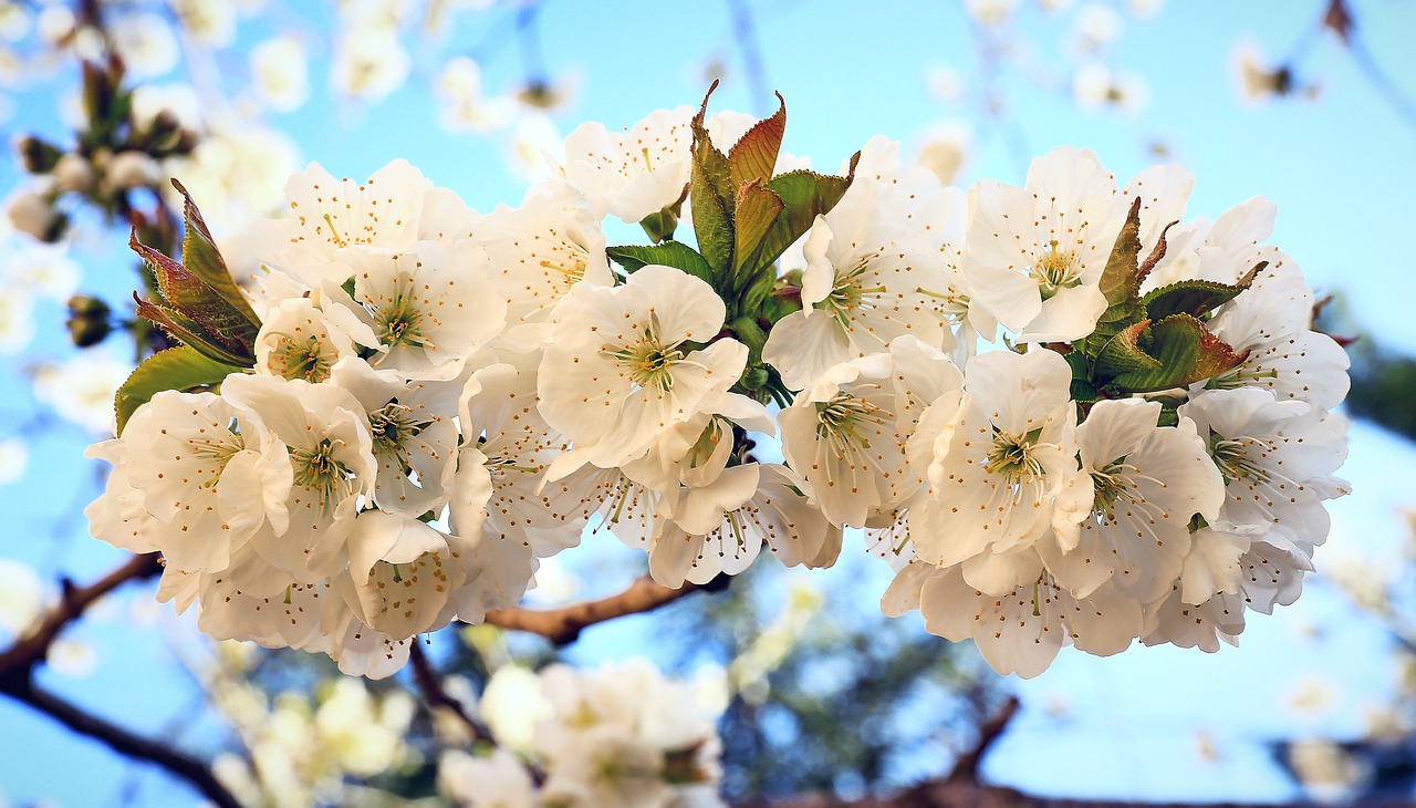 Image - cherry blossom spring nature tree