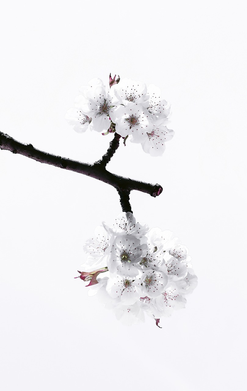 Image - cherry blossom spring nature tree