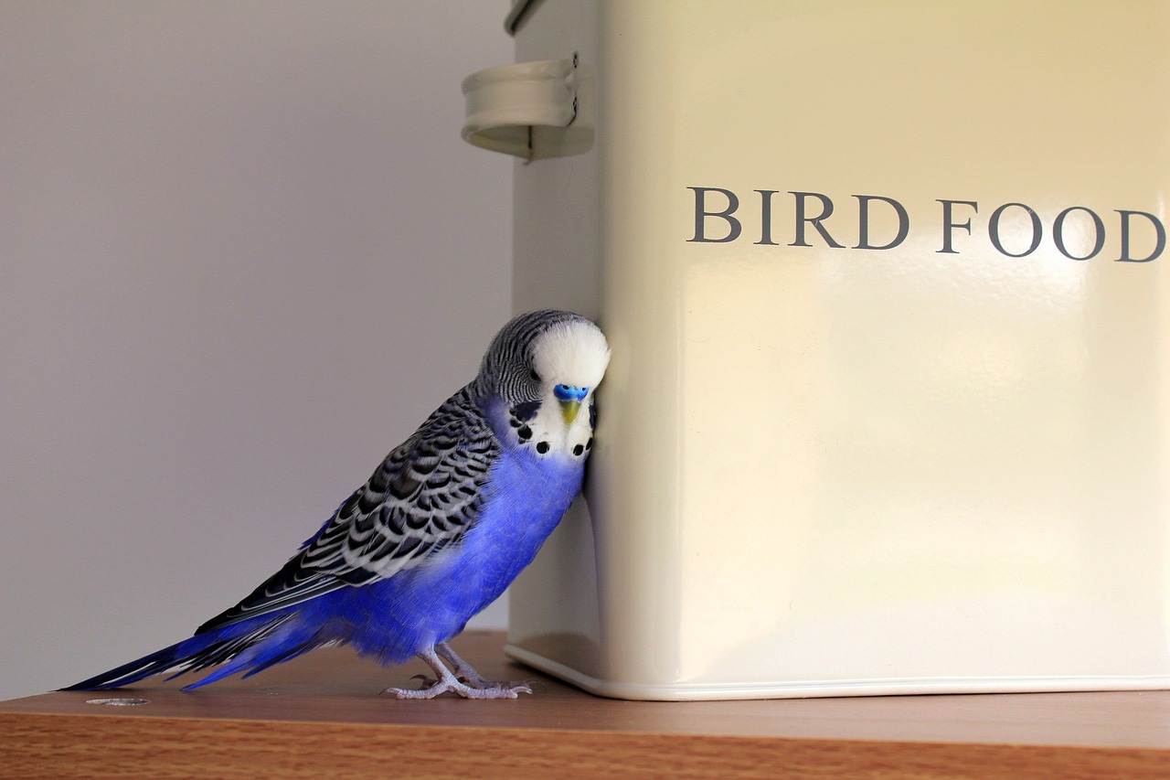 Image - budgie blue bird budgerigar pet