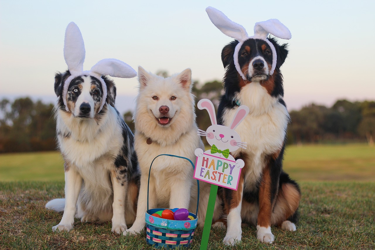 Image - australian shepherd aussie shepherd