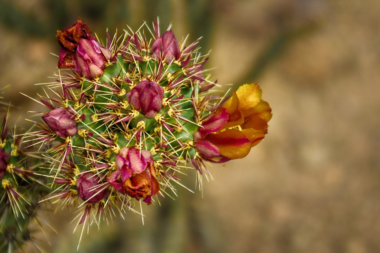 Image - cactus cactus flower prickly desert