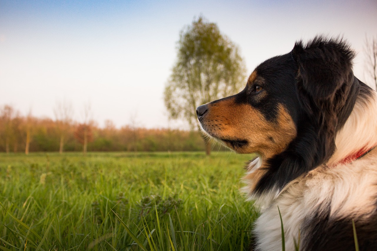 Image - dog concerns rest animal meadow