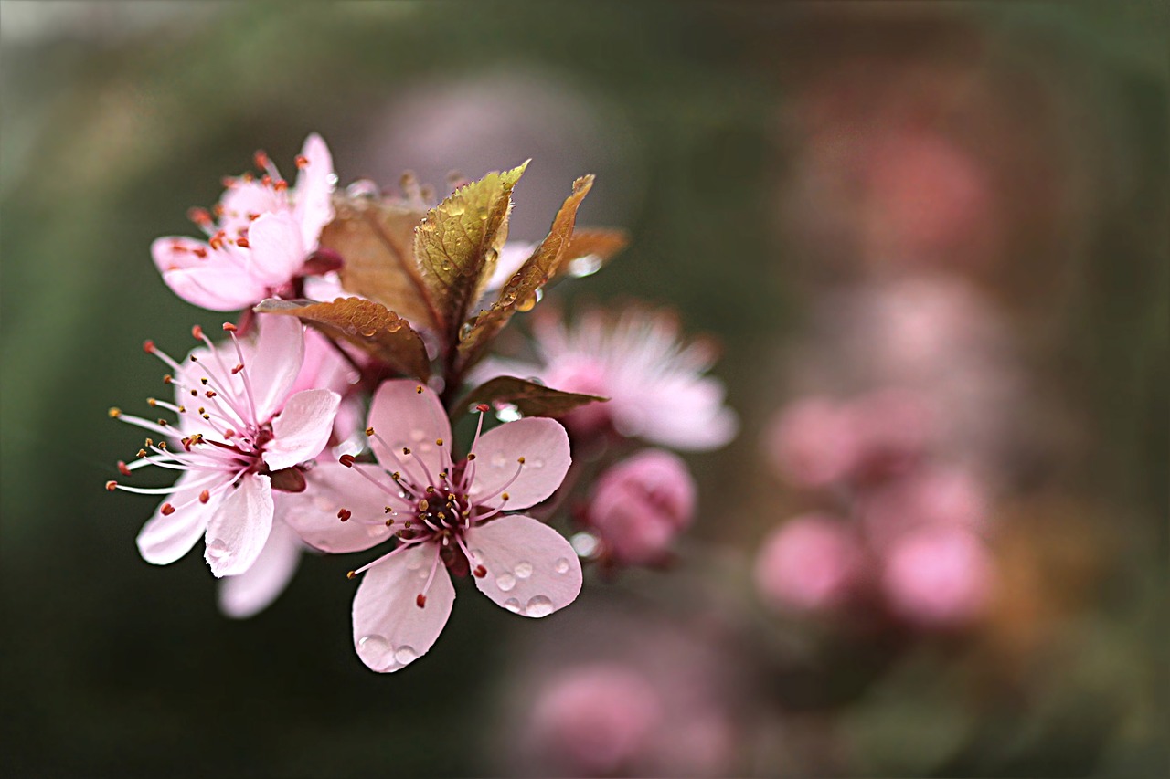 Image - blood plum blossom bloom tree