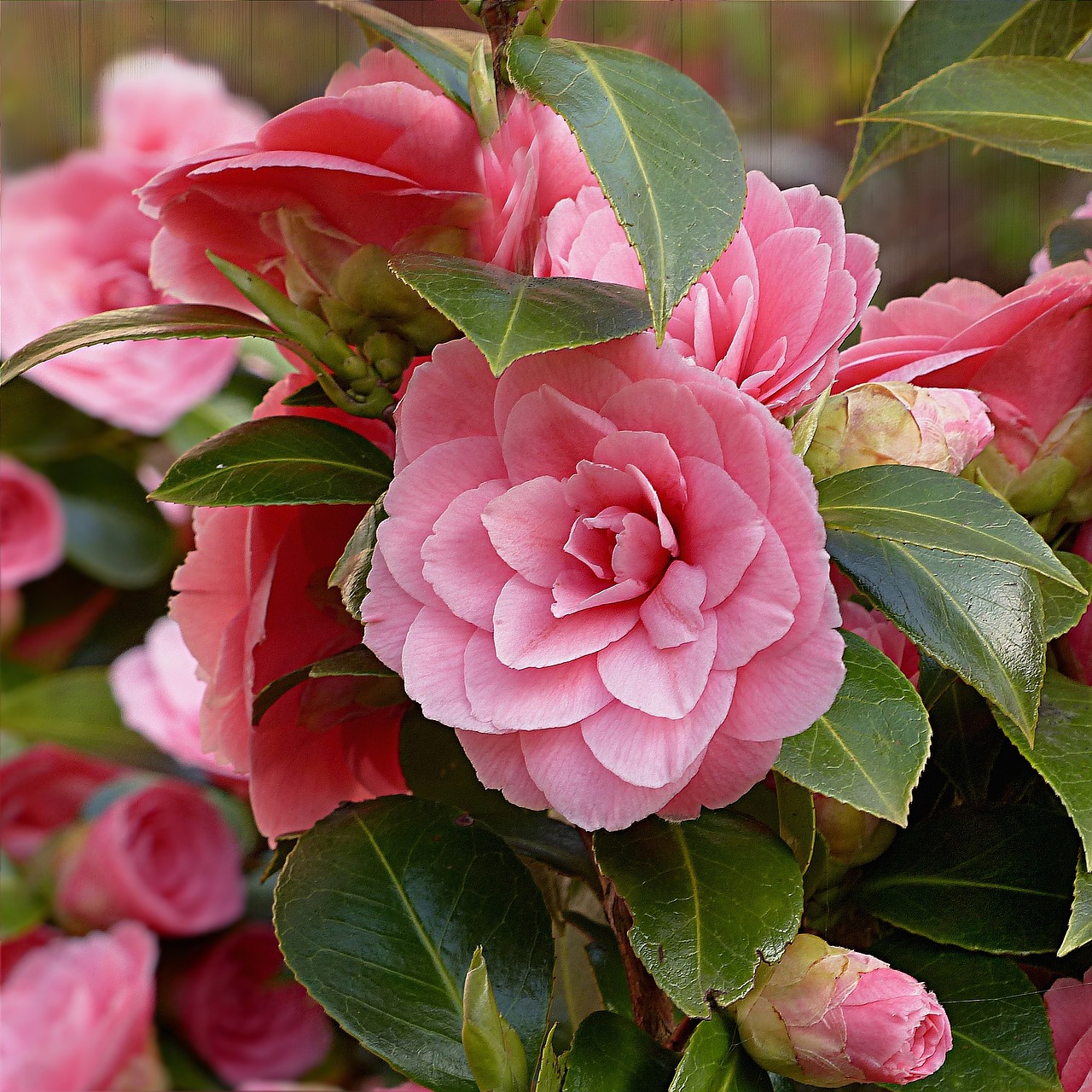 Image - camellia flower pink spring