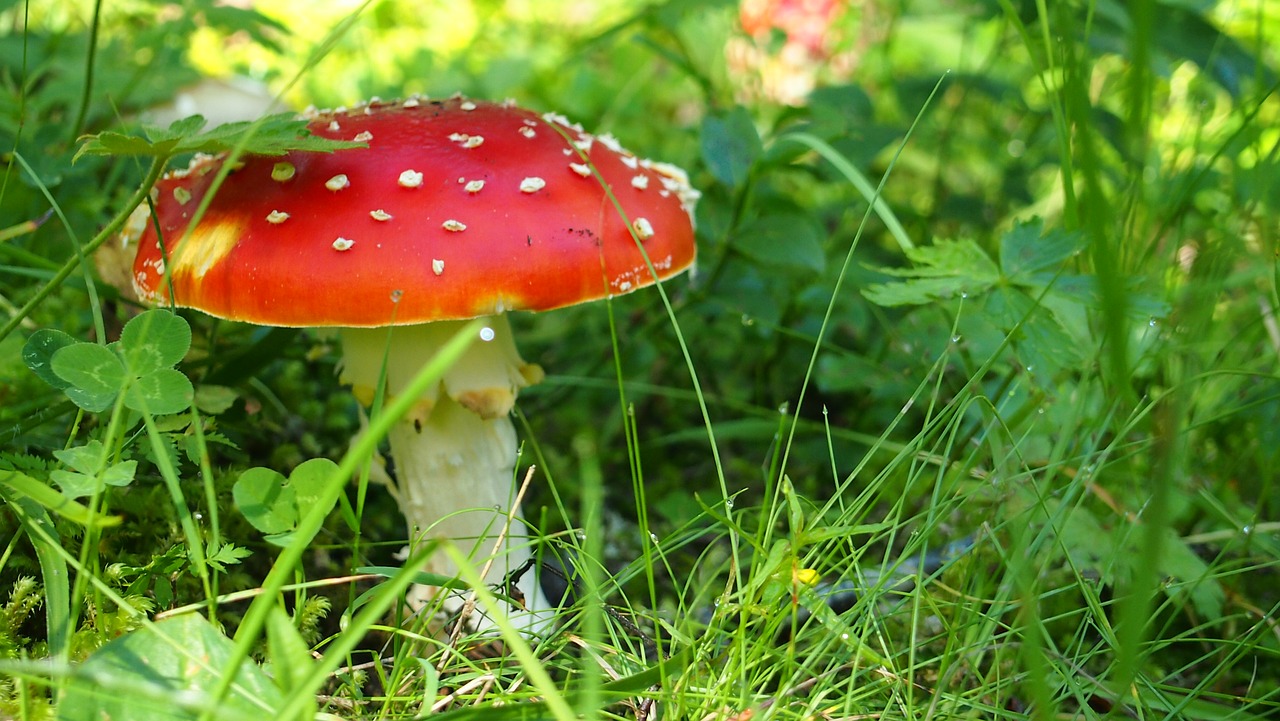 Image - amanita kills fly fungus poisonous