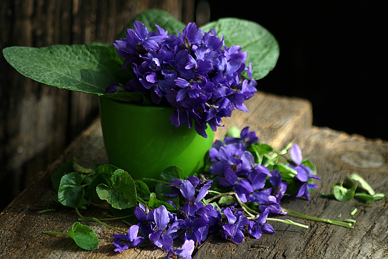 Image - violet still life spring flowers 1