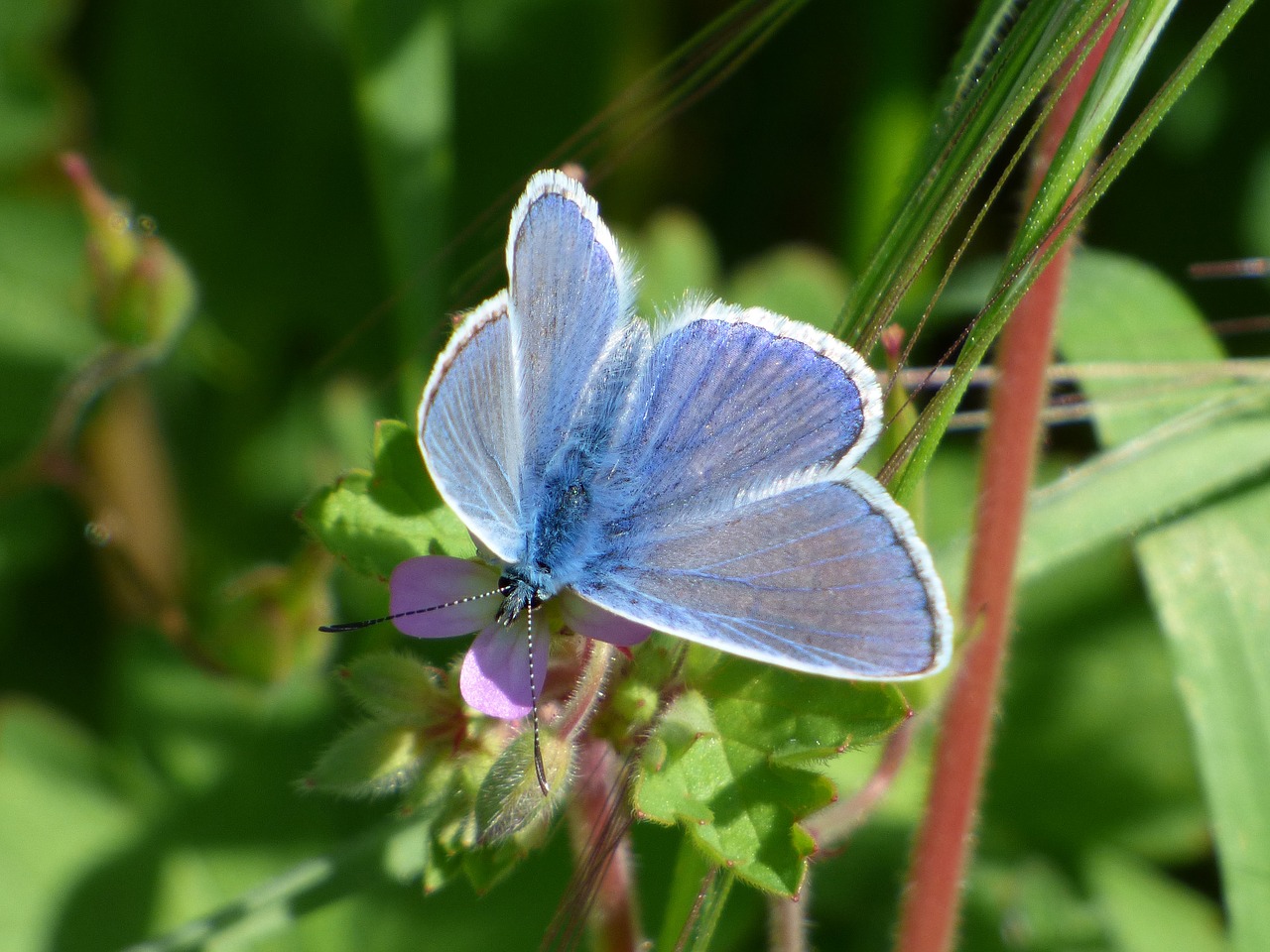 Image - blue butterfly