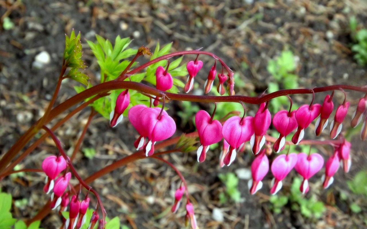 Image - flowers hearts plant a garden