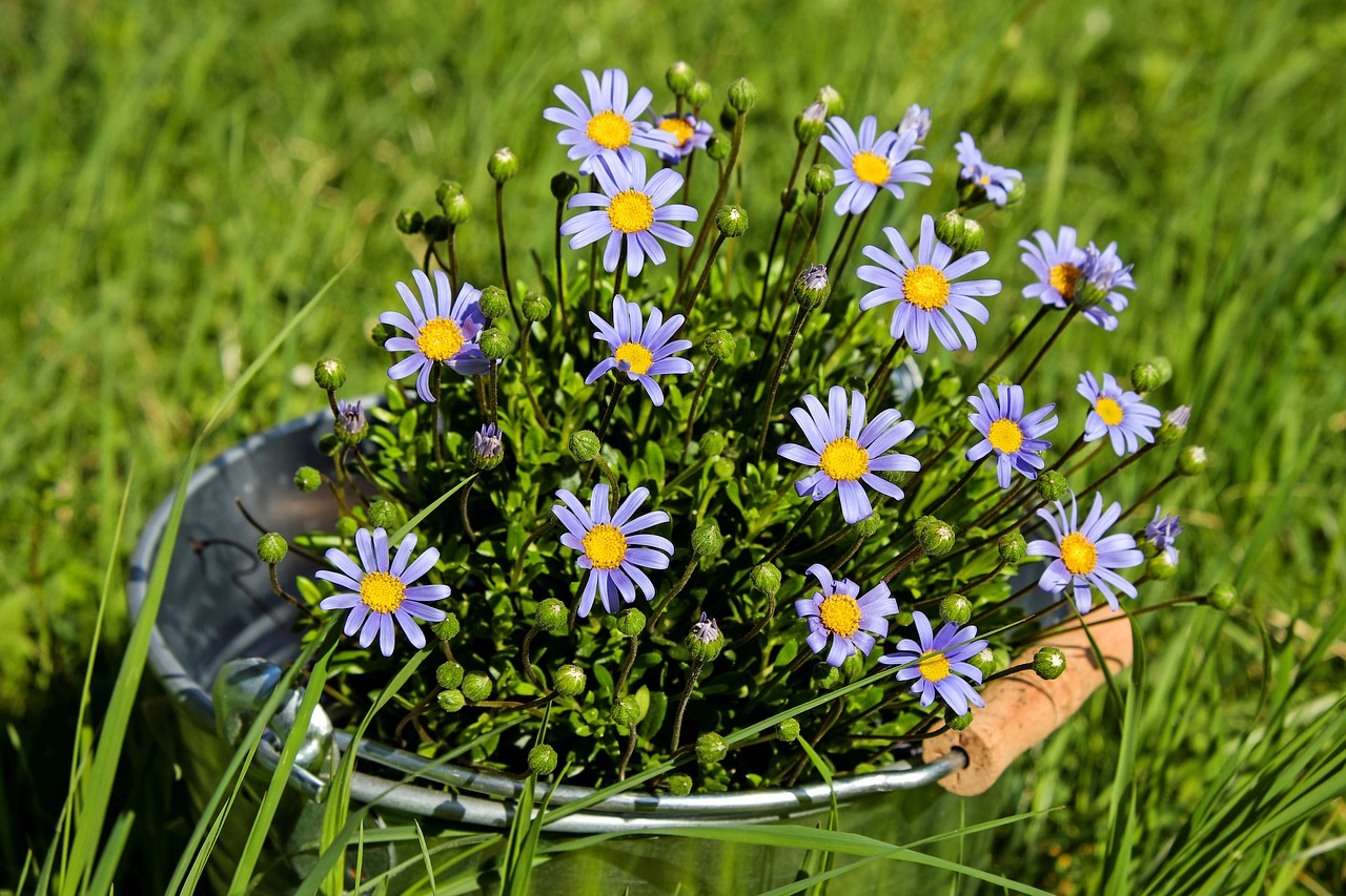 Image - daisies flowers bloom purple