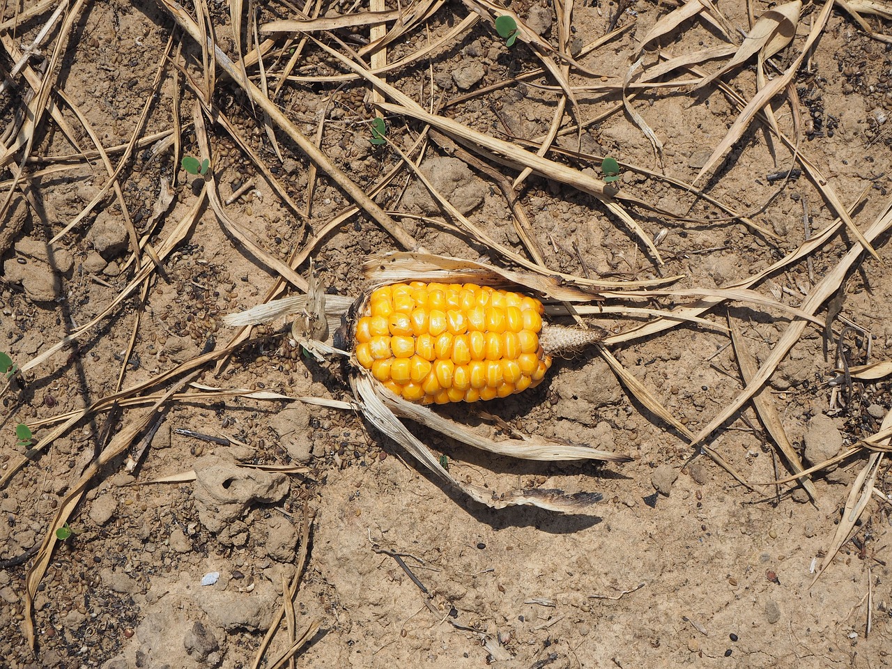 Image - corn arid soil dry the ground