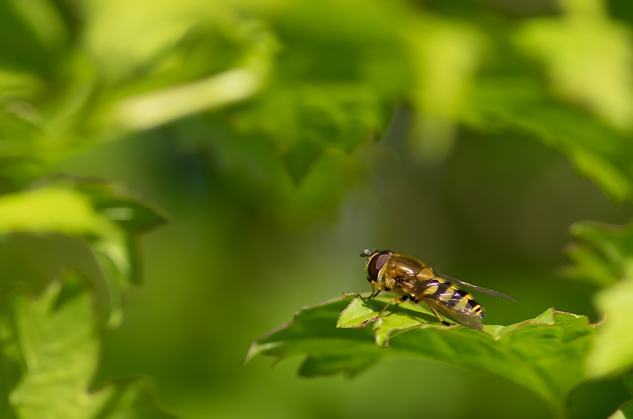 Image - syrphid belted browser spring