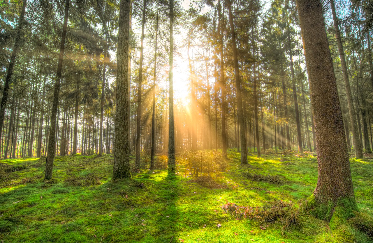 Image - forest sun shadow green yellow