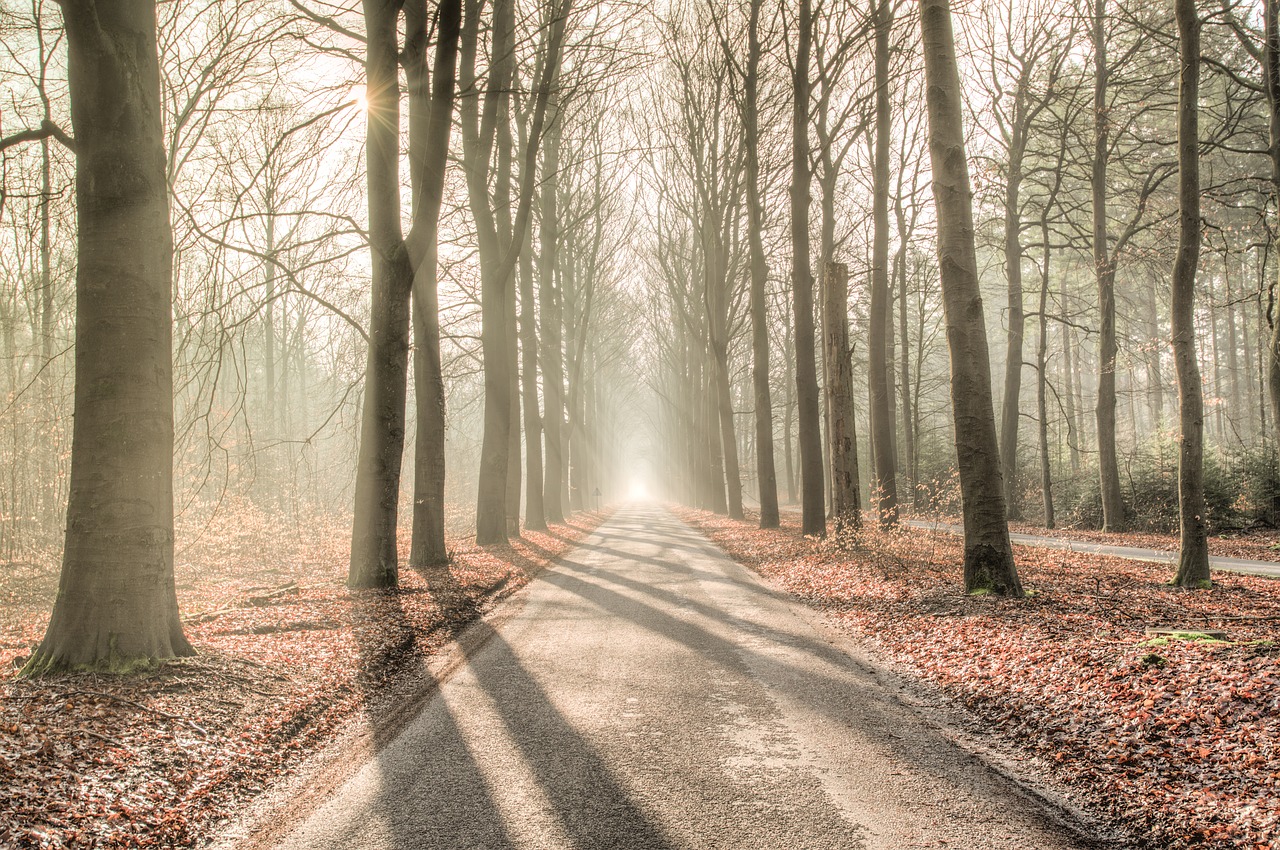Image - forest sun shadow green yellow