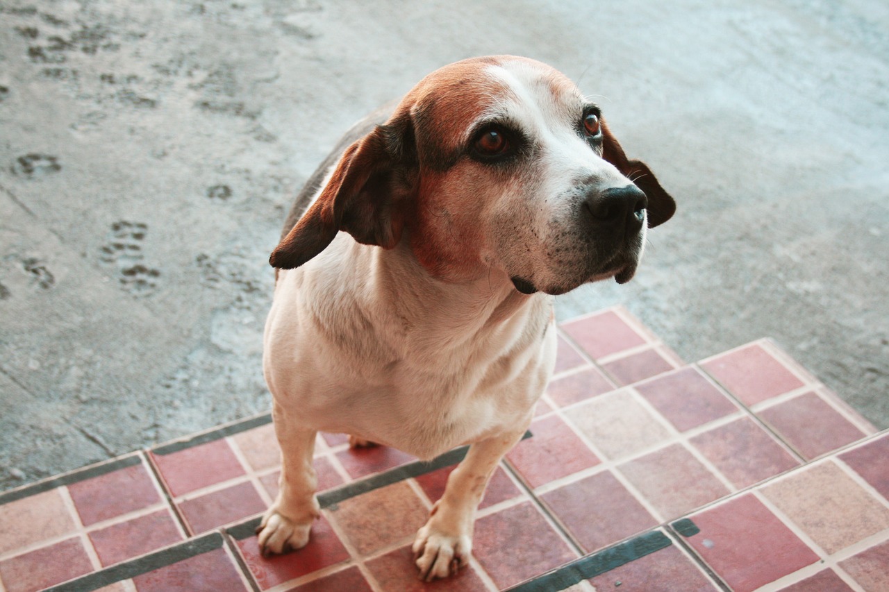 Image - dog lines beagle eyes beautiful