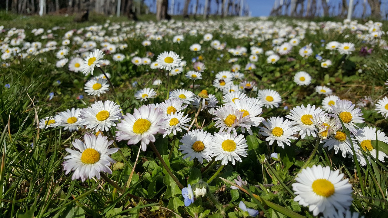 Image - daisy meadow close spring flowers