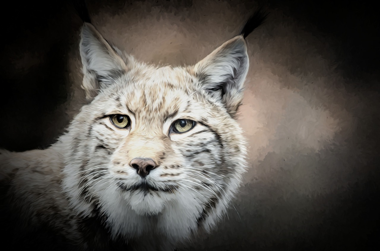 Image - lynx wildlife cat predator wildcat