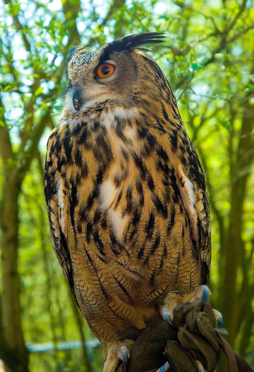 Image - eagle owl owl bird of prey raptor