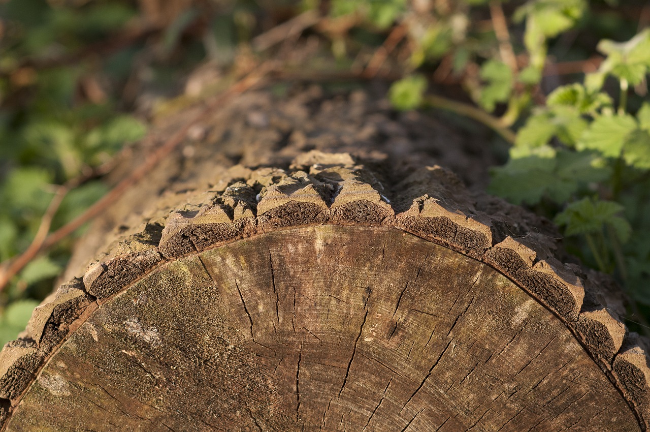 Image - tree stump tribe forest wood