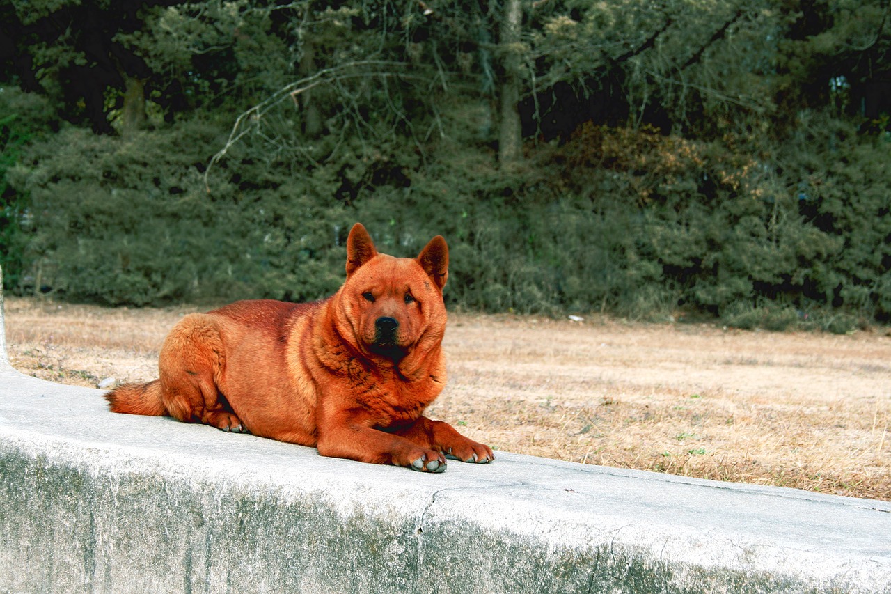 Image - dog pavement ruins trees zaculeu