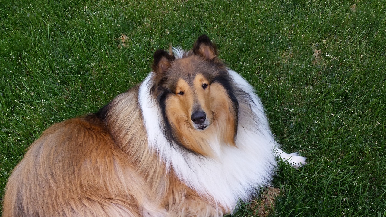 Image - collie tricolor dog pet breed