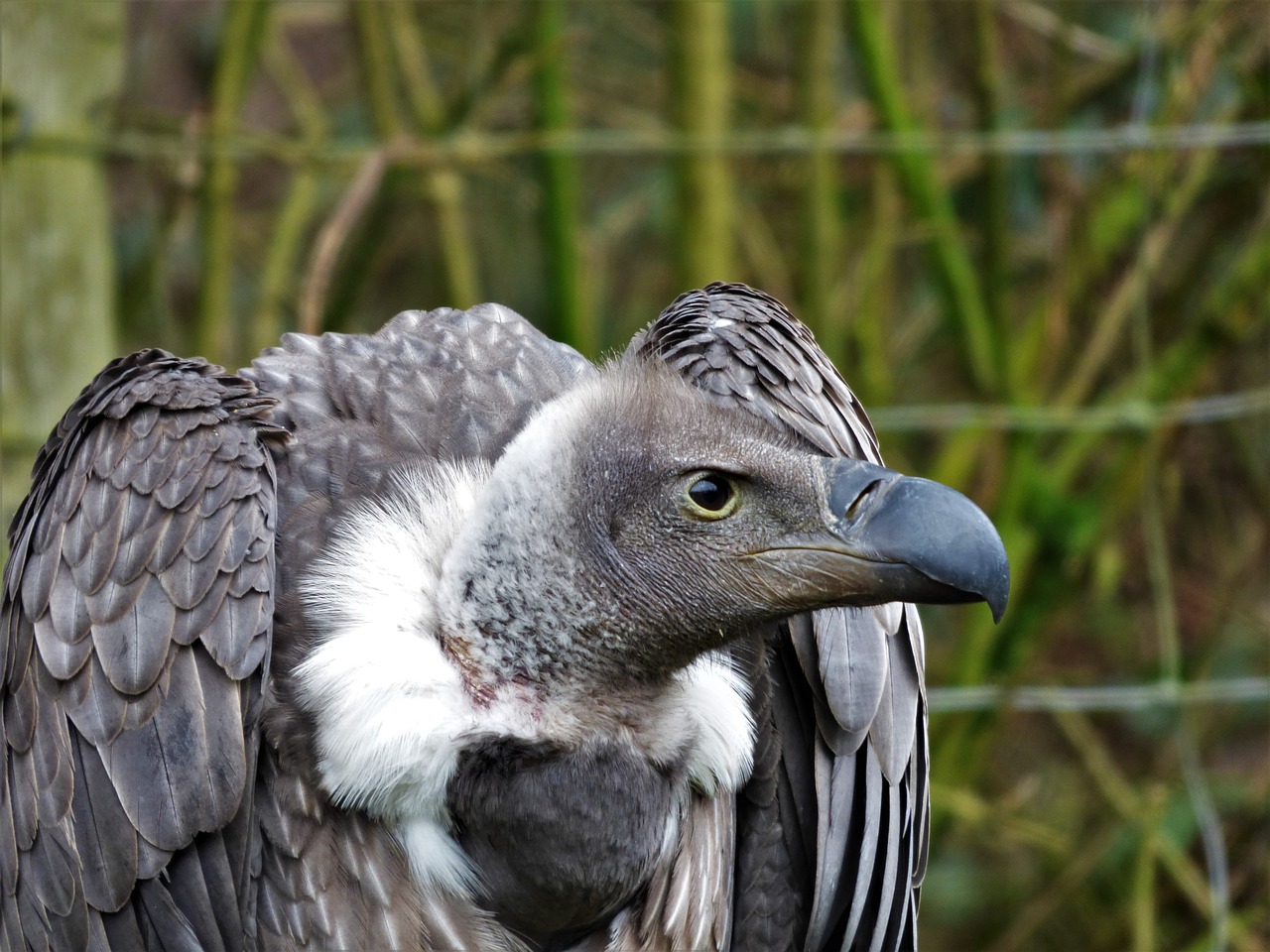 Image - white back vulture head eye bill