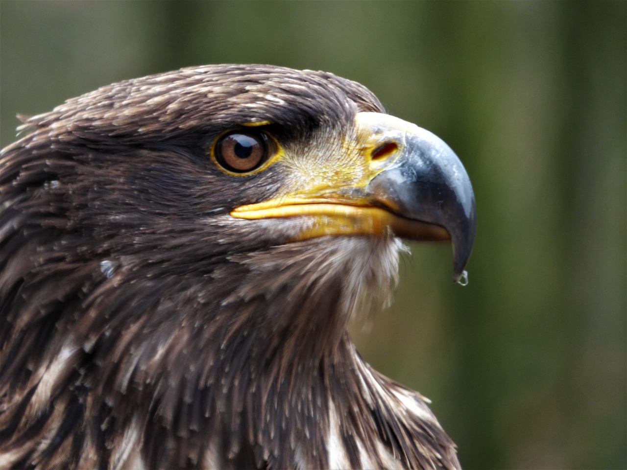 Image - steppe eagle eye bird head adler