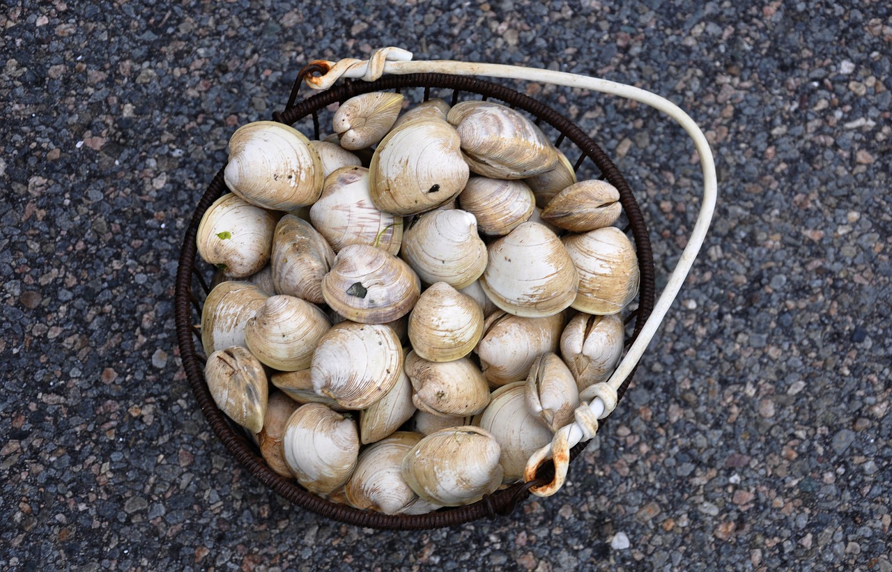 Image - clams cape cod shellfish seafood