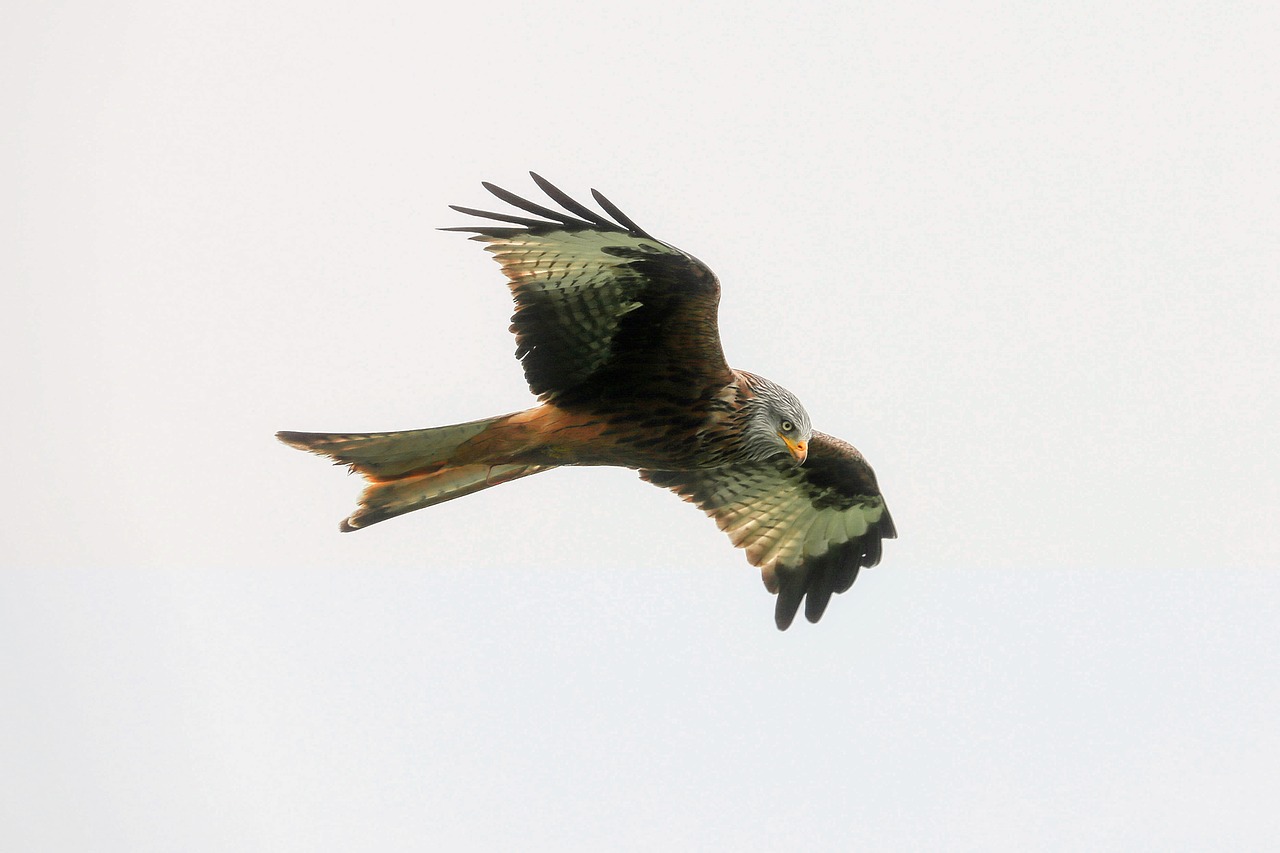 Image - hawk bird predator flying flight